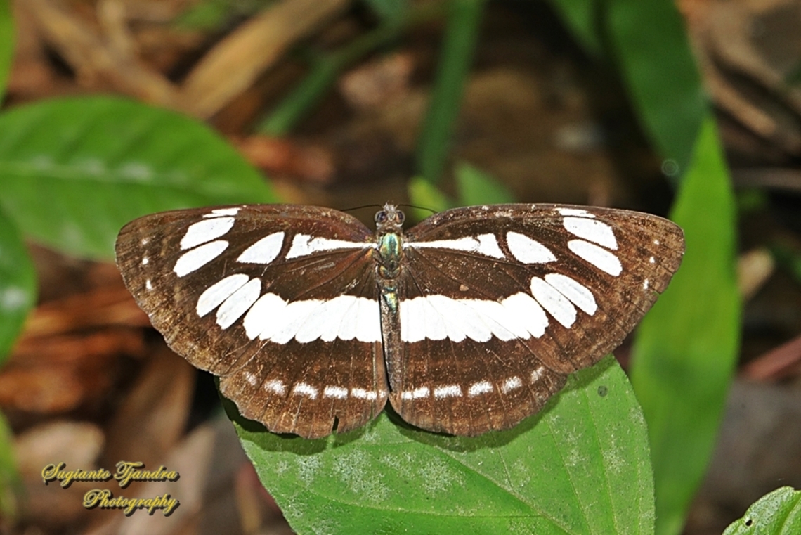 Common Sailor Butterfly, Neptis hylas matuta  Common sailor,Geotagged,Indonesia,Neptis hylas,Spring