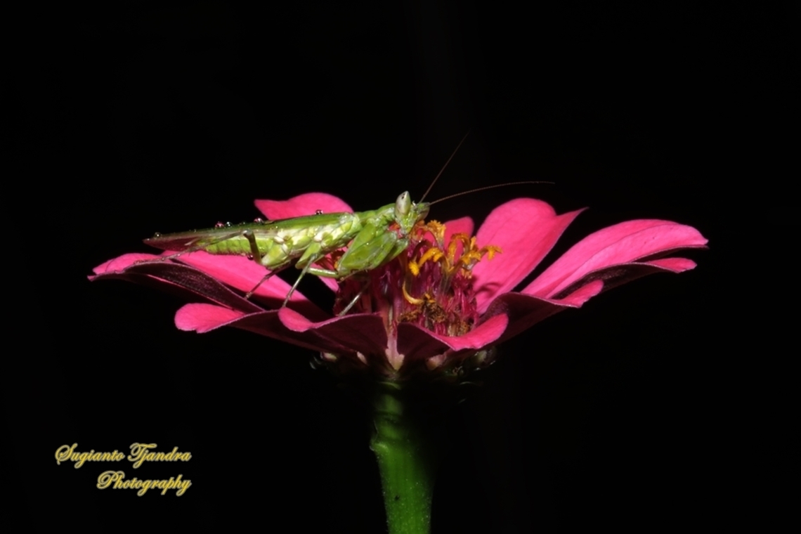 Jeweled Flower Mantis, Creobroter gemmatus "standing on" the Zinnia flower  Creobroter gemmatus,Geotagged,Indonesia,Jeweled Flower Mantis,Spring