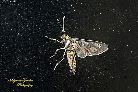 Orange spotted Tiger Moth - Amata huebneri (Huebner's Wasp Moth)  Amata hubneri,Amata huebneri,Geotagged,Indonesia,Spring