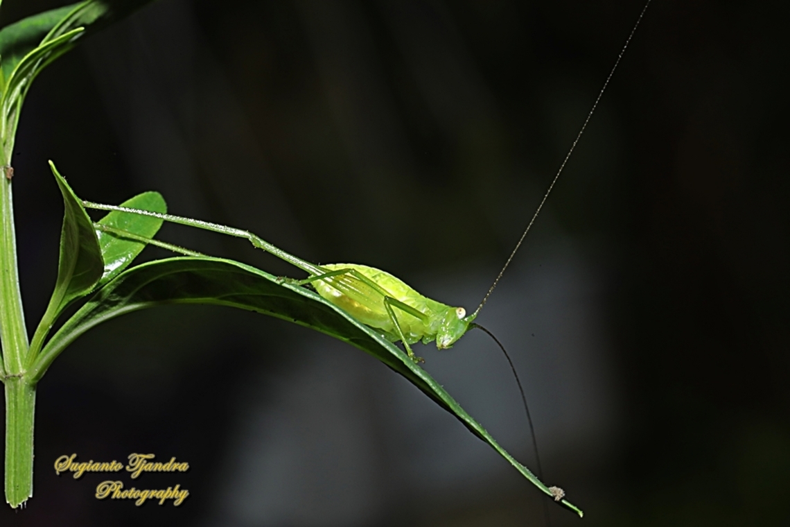 Leaf katydid nymph, subfamily Phaneropterinae,  family Tettigoniidae  Geotagged,Indonesia,Spring