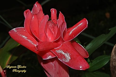Kecombrang, Etlingera elatior  Etlingera elatior,Geotagged,Indonesia,Spring,Torch Ginger