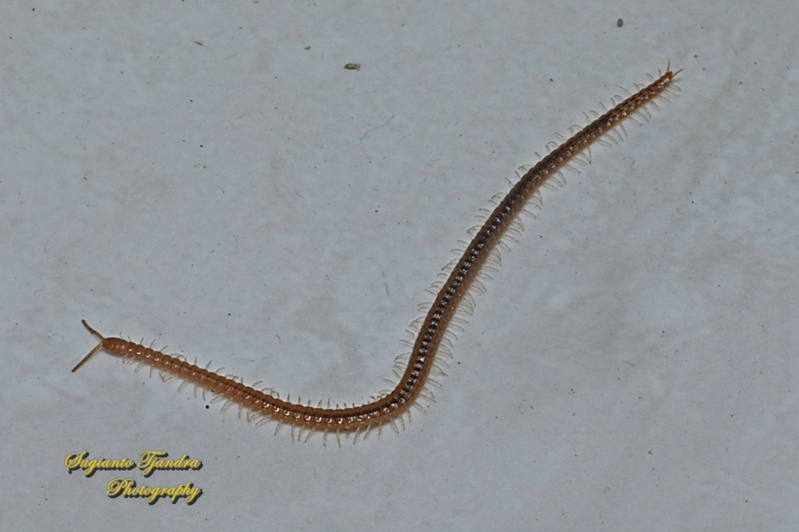 Centipede, Geophilus Sp., family Geophilidae  Geotagged,Indonesia,Spring