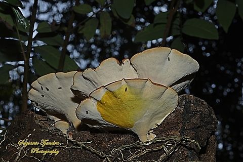 Poroid fungi, Elegant Polypore Cerioporus varius  Cerioporus varius,Geotagged,Indonesia,Spring