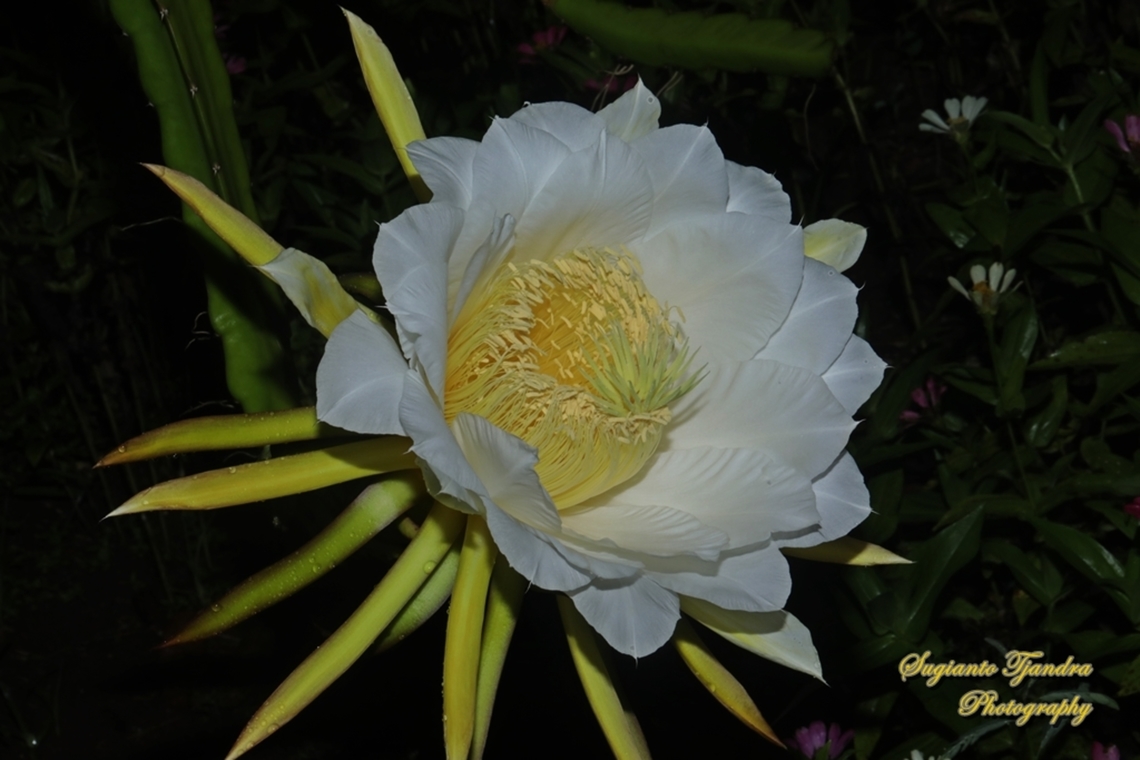 Dragonfruit cactus flower (White-fleshed pitahaya), Selenicereus undatus  Geotagged,Indonesia,Night-blooming Cereus,Selenicereus undatus,Spring