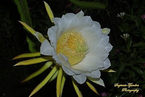 Dragonfruit cactus flower (White-fleshed pitahaya), Selenicereus undatus  Geotagged,Indonesia,Night-blooming Cereus,Selenicereus undatus,Spring