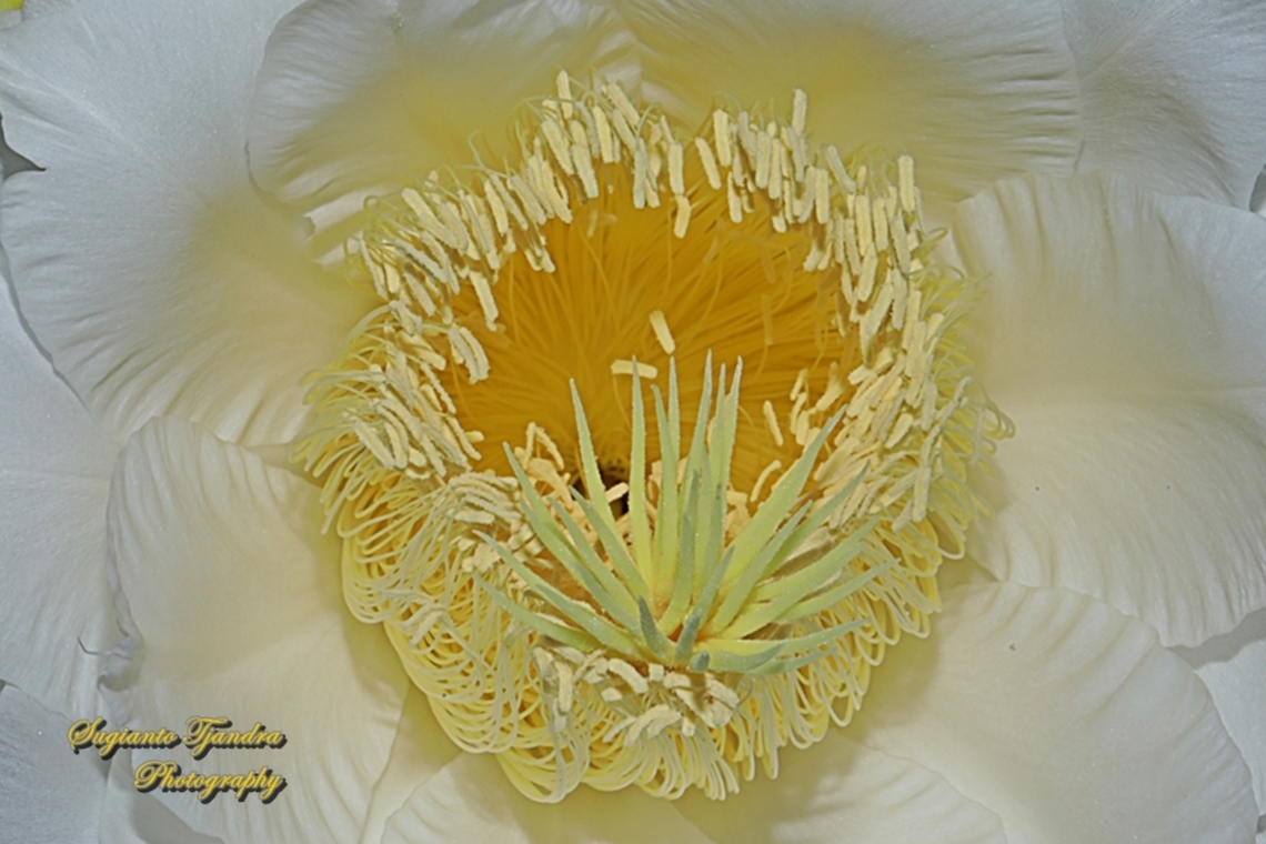 Dragonfruit cactus flower (White-fleshed pitahaya), Selenicereus undatus - Close up  Geotagged,Indonesia,Night-blooming Cereus,Selenicereus undatus,Spring