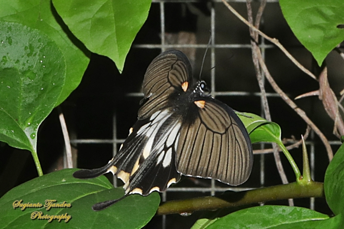 Great Mormon Swallowtail Butterfly, Papilio memnon form-achates, (Papilionidae) - female  Geotagged,Great Mormon,Indonesia,Papilio memnon,Spring