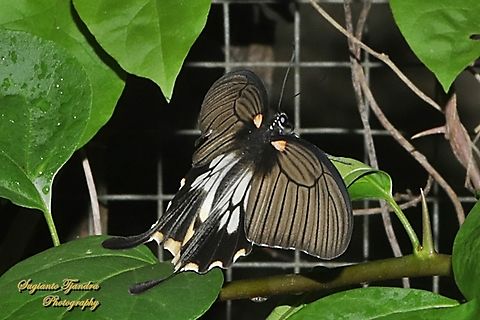 Great Mormon Swallowtail Butterfly, Papilio memnon form-achates, (Papilionidae) - female  Geotagged,Great Mormon,Indonesia,Papilio memnon,Spring
