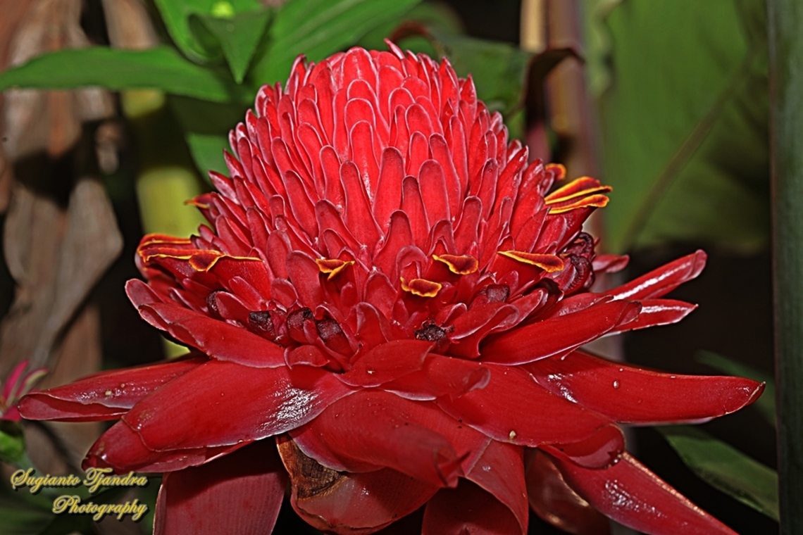 Kecombrang, Etlingera elatior  Etlingera elatior,Geotagged,Indonesia,Spring,Torch Ginger