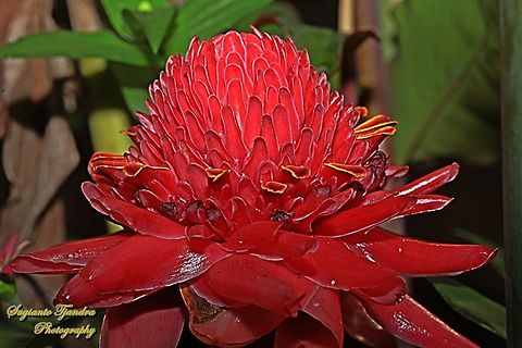 Kecombrang, Etlingera elatior  Etlingera elatior,Geotagged,Indonesia,Spring,Torch Ginger