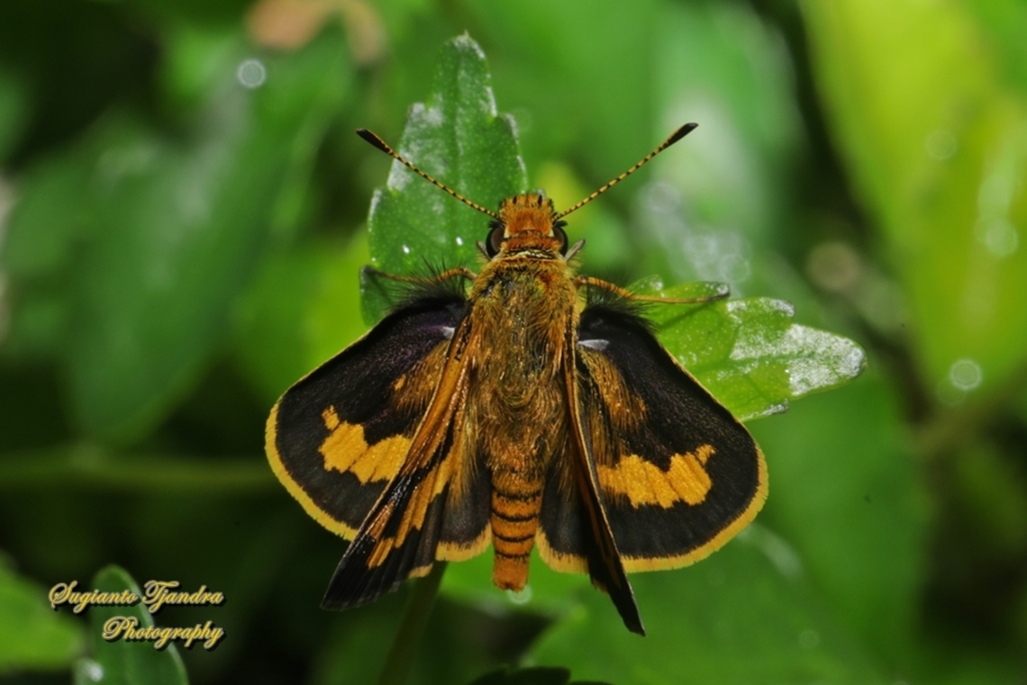 Skipper Butterfly, The Lesser Dart, Potanthus omaha  Geotagged,Indonesia,Lesser dart,Potanthus omaha,Spring