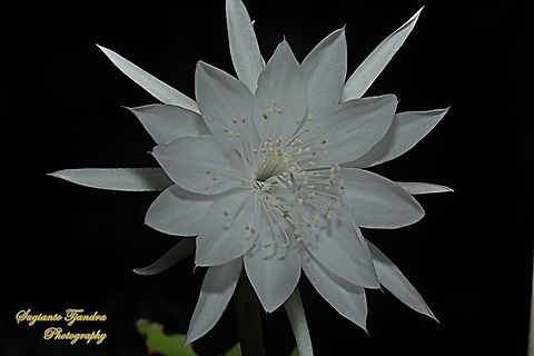 Wijaya Kusuma flower (Queen of the night), Epiphyllum oxypetalum  Dutchman's pipe cactus,Epiphyllum oxypetalum,Geotagged,Indonesia,Spring