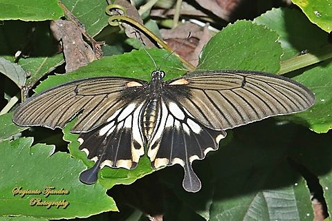 Great Mormon Swallowtail Butterfly, Papilio memnon form-achates, (Papilionidae) - female  Geotagged,Great Mormon,Indonesia,Papilio memnon,Spring
