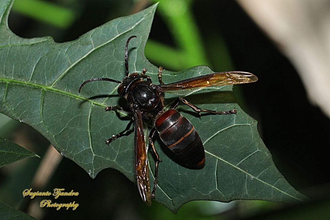Yellow-vented potter wasp (hornet), Vespa Analis  Geotagged,Indonesia,Spring,Vespa analis,Yellow-vented hornet