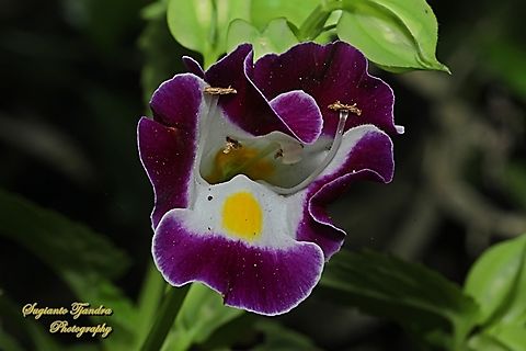 Wisbone flower, Torenia fournieri (family Linderniaceae)  Bluewings,Geotagged,Indonesia,Spring,Torenia fournieri