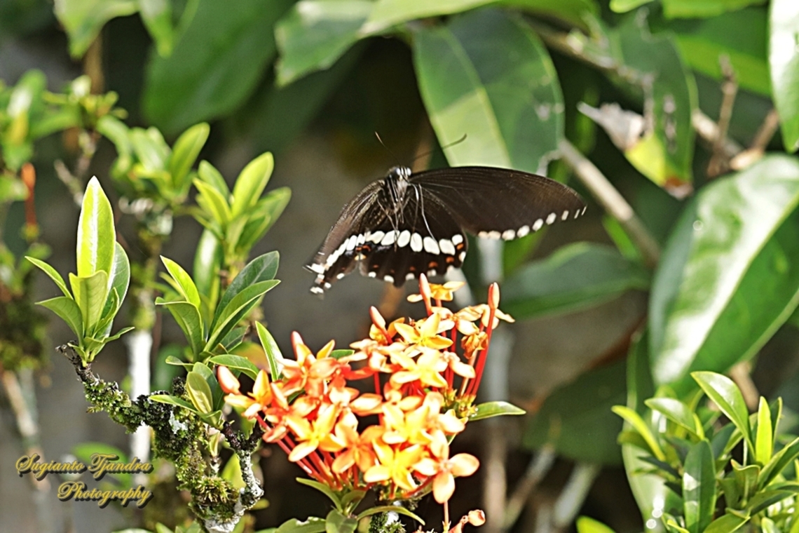 Common Mormon butterfly, Papilio polytes javanus - male  Common Mormon,Geotagged,Indonesia,Papilio polytes,Spring
