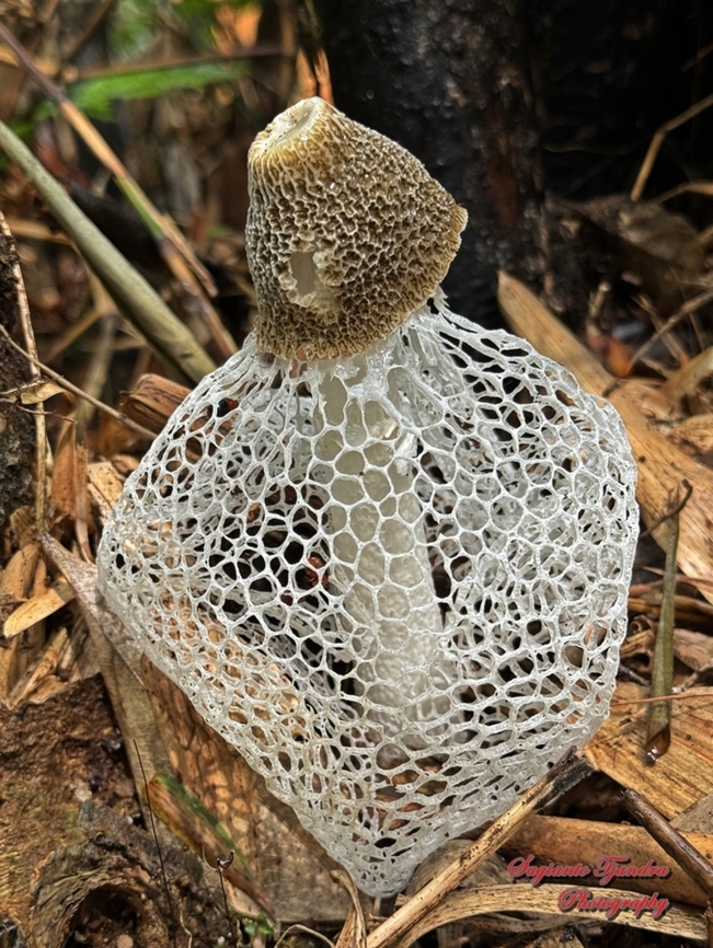 Jamur Tudung Pengantin ( Bamboo mushrooms), Phallus indusiatus, family Phallaceae  Bamboo fungus,Geotagged,Indonesia,Phallus indusiatus,Spring