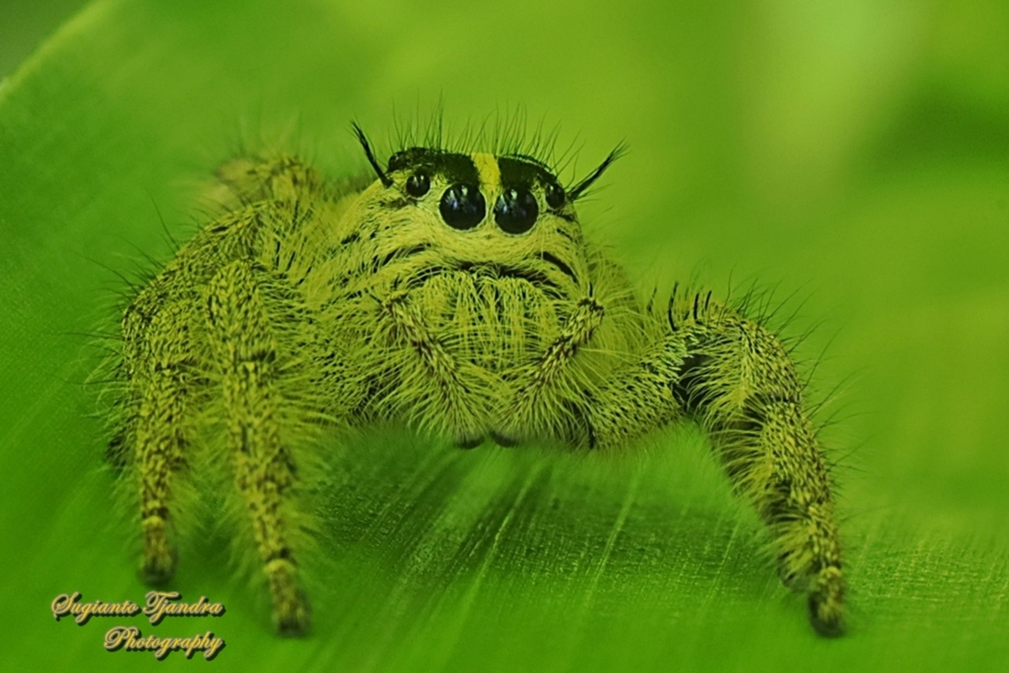 Jumping Spider, Hyllus diardi-female  Geotagged,Hyllus diardi,Indonesia,Spring