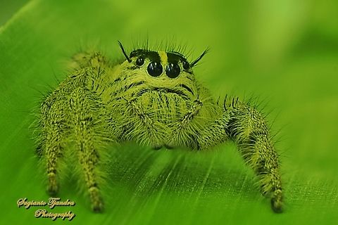 Jumping Spider, Hyllus diardi-female  Geotagged,Hyllus diardi,Indonesia,Spring