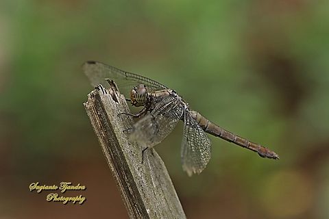 Crimson Dropwing Dragonfly, Orthetrum testaceum, family Libellulidae  Geotagged,Indonesia,Orange Skimmer,Orthetrum testaceum,Spring