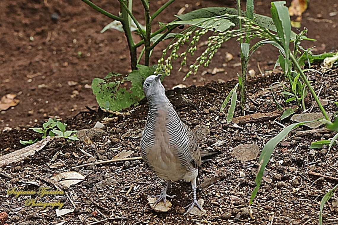 Burung Perkutut, Zebra Dove, Geopelia striata  Geopelia striata,Geotagged,Indonesia,Spring,Zebra dove