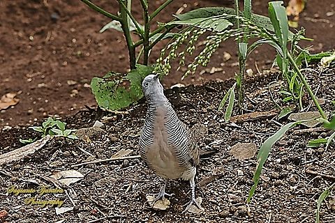 Burung Perkutut, Zebra Dove, Geopelia striata  Geopelia striata,Geotagged,Indonesia,Spring,Zebra dove
