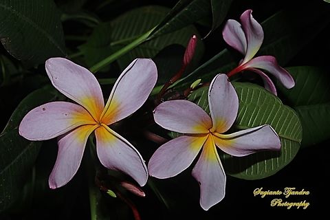 Bunga Kamboja, Plumeria rubra  Common frangipani,Geotagged,Indonesia,Plumeria rubra,Spring