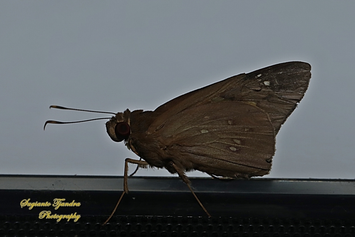 Coconut skipper, Hidari irava  Coconut Skipper,Geotagged,Hidari irava,Indonesia,Spring