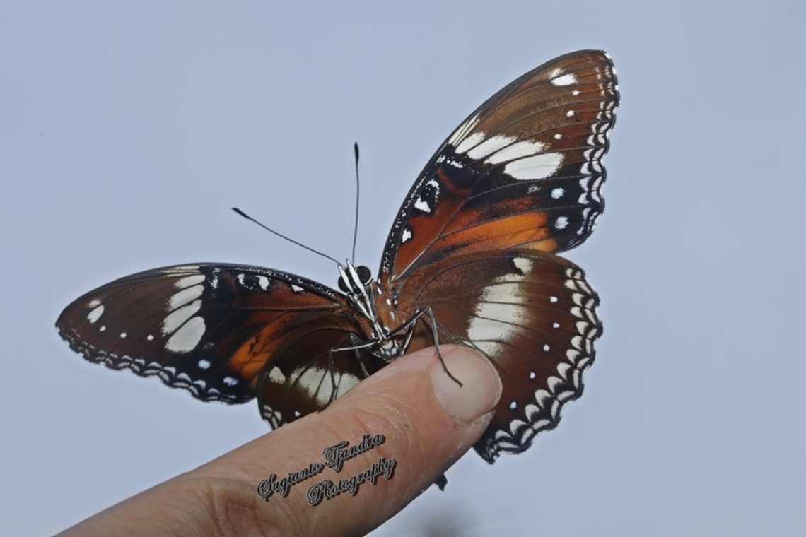 Great eggfly butterfly, Hypolimnas bolina bolina  Geotagged,Hypolimnas bolina,Indonesia,Spring,Varied Eggfly