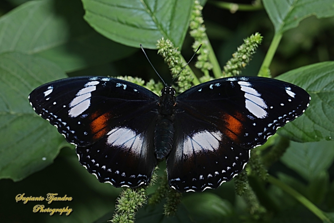 Great eggfly butterfly, Hypolimnas bolina bolina - female, upperside  Geotagged,Hypolimnas bolina,Indonesia,Spring,Varied Eggfly