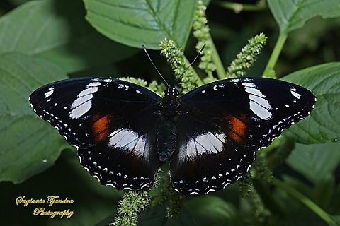 Great eggfly butterfly, Hypolimnas bolina bolina - female, upperside  Geotagged,Hypolimnas bolina,Indonesia,Spring,Varied Eggfly