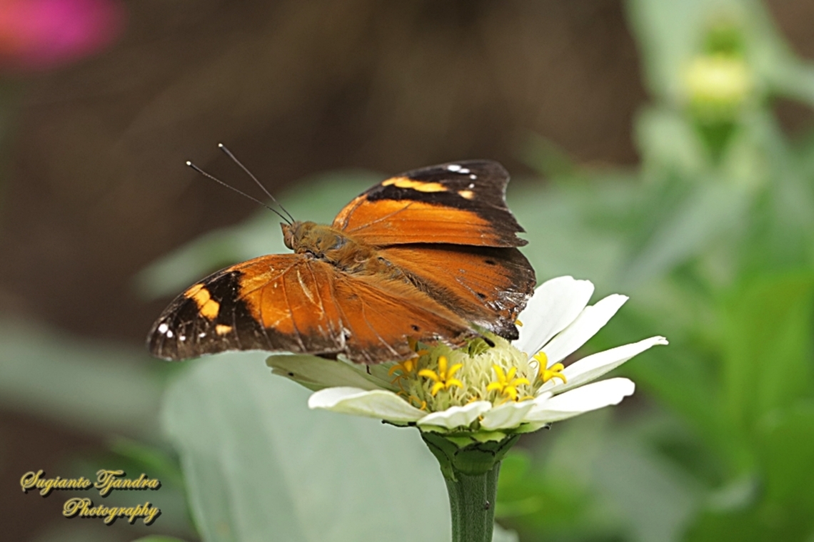 Autumn leaf butterfly, Doleschallia bisaltide  Autumn leaf,Doleschallia bisaltide,Geotagged,Indonesia,Spring