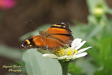 Autumn leaf butterfly, Doleschallia bisaltide  Autumn leaf,Doleschallia bisaltide,Geotagged,Indonesia,Spring