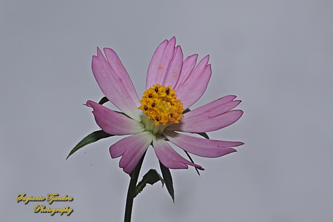 Bunga Kenikir Ungu, Cosmos caudatus  Cosmos caudatus,Geotagged,Indonesia,Kenikir,Spring