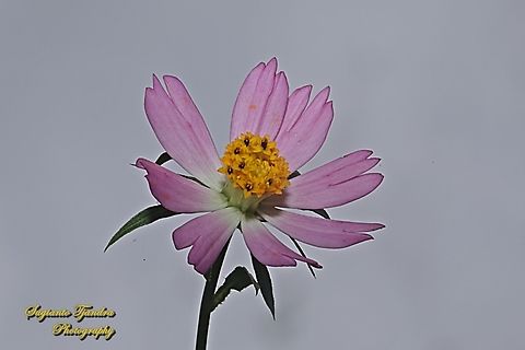 Bunga Kenikir Ungu, Cosmos caudatus  Cosmos caudatus,Geotagged,Indonesia,Kenikir,Spring