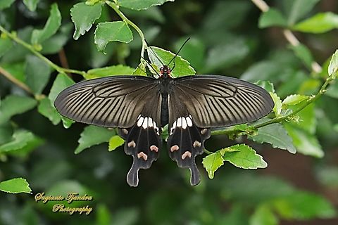 The red-bodied swallowtails butterfly, Pachliopta adamas  Geotagged,Indonesia,Pachliopta adamas,Spring