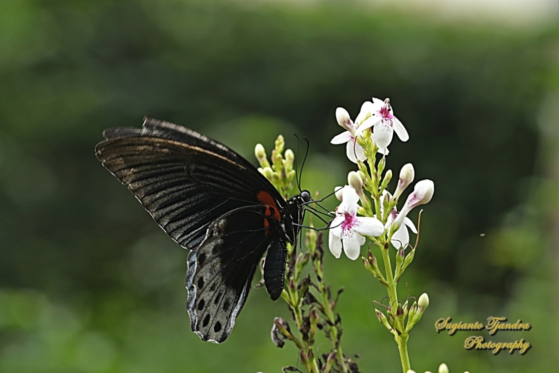 Great Mormon Butterfly, Papilio memnon memnon - male  Geotagged,Great Mormon,Indonesia,Papilio memnon,Spring