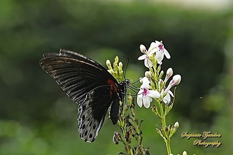 Great Mormon Butterfly, Papilio memnon memnon - male  Geotagged,Great Mormon,Indonesia,Papilio memnon,Spring