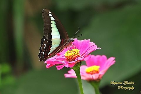 Common Bluebottle butterfly, Graphium sarpedon ssp luctatius  Common Bluebottle,Geotagged,Graphium sarpedon,Indonesia,Spring