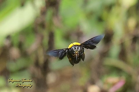 White-cheeked Carpenter Bee, Xylocopa aestuans  Geotagged,Indonesia,Spring,White-cheeked Carpenter,Xylocopa aestuans