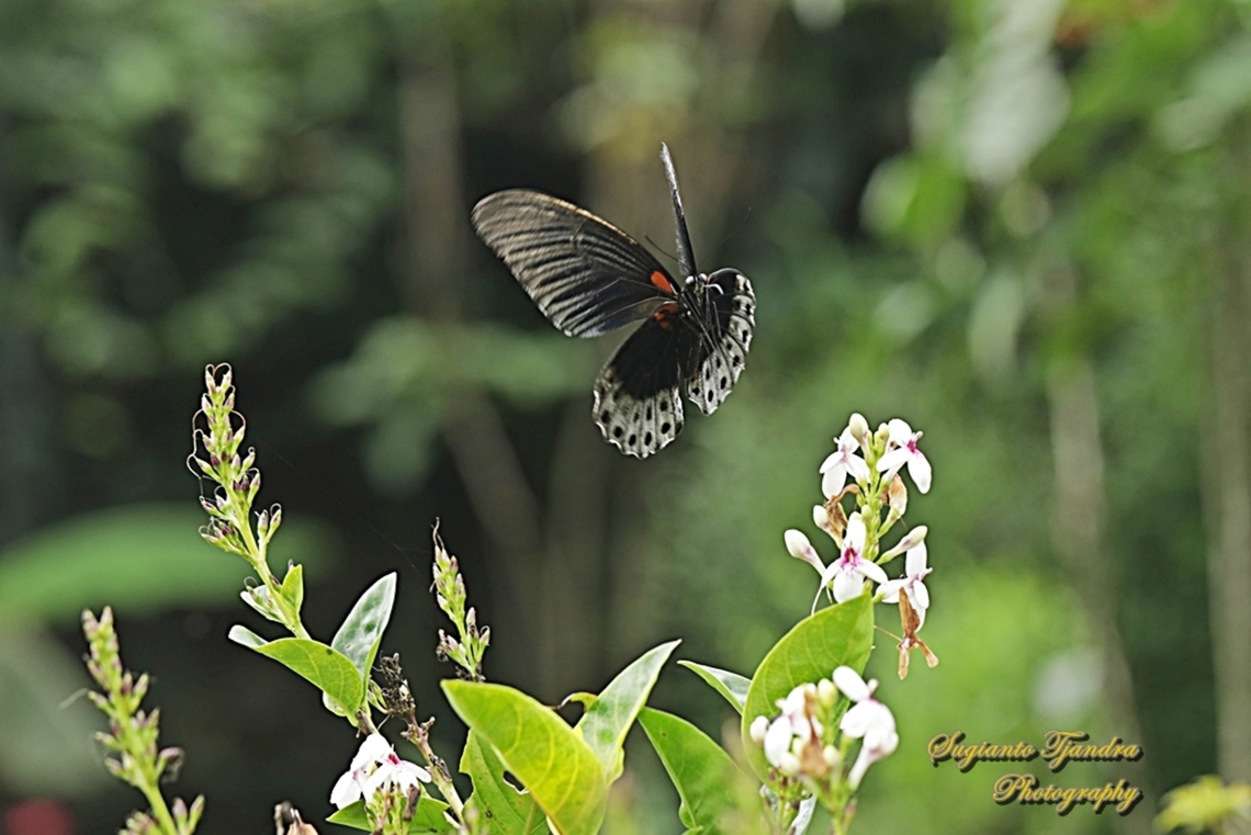 Great Mormon Butterfly, Papilio memnon memnon - male  Geotagged,Great Mormon,Indonesia,Papilio memnon,Spring