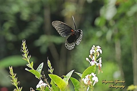 Great Mormon Butterfly, Papilio memnon memnon - male  Geotagged,Great Mormon,Indonesia,Papilio memnon,Spring