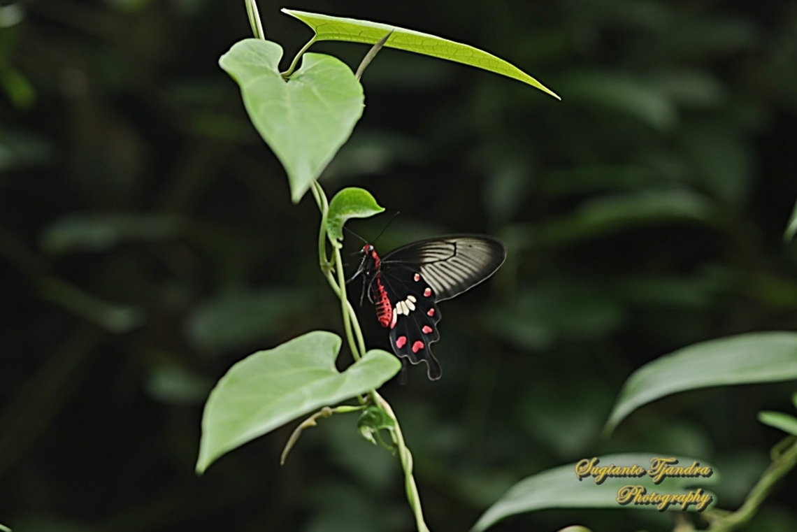 The red-bodied swallowtails butterfly, Pachliopta adamas  Geotagged,Indonesia,Pachliopta adamas,Spring