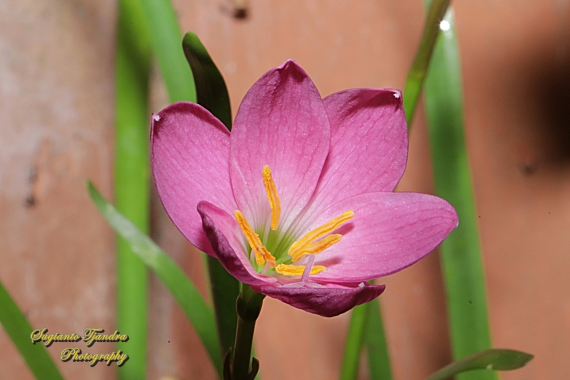 Pink rain lily, Cuban zephyr lily (Zephyranthes rosea)  Geotagged,Indonesia,Pink Rain Lily,Spring,Zephyranthes rosea