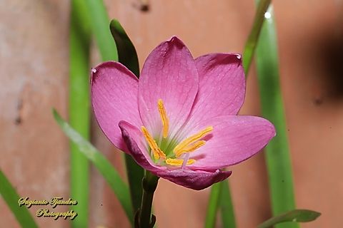 Pink rain lily, Cuban zephyr lily (Zephyranthes rosea)  Geotagged,Indonesia,Pink Rain Lily,Spring,Zephyranthes rosea