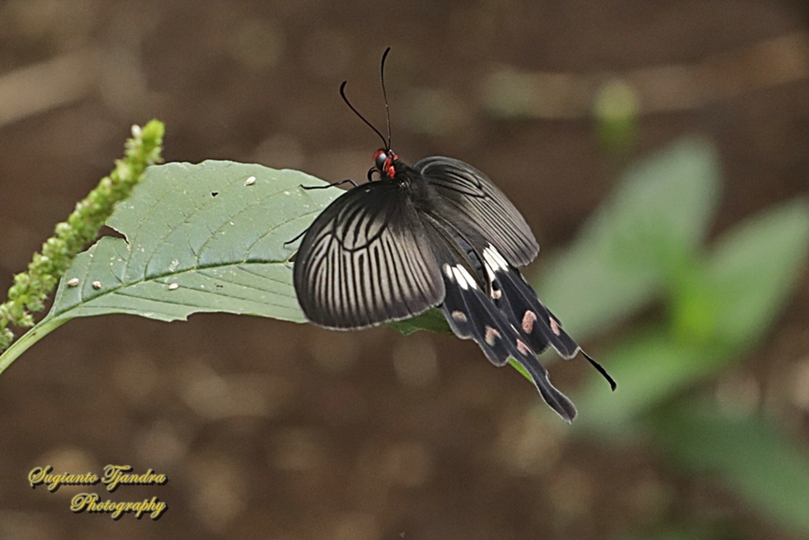 The red-bodied swallowtails butterfly, Pachliopta adamas  Geotagged,Indonesia,Pachliopta adamas,Spring