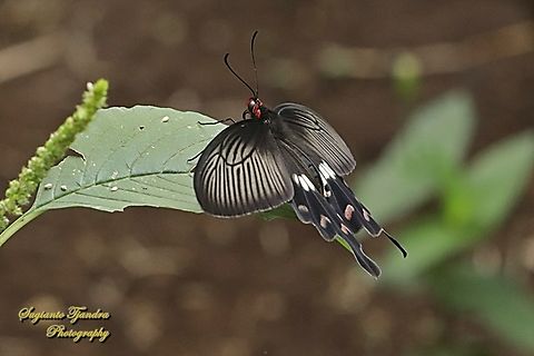 The red-bodied swallowtails butterfly, Pachliopta adamas  Geotagged,Indonesia,Pachliopta adamas,Spring