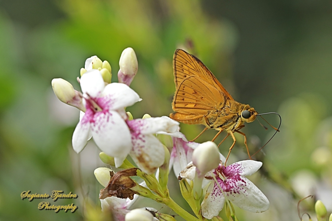Skipper Butterfly, The Lesser Dart, Potanthus omaha  Geotagged,Indonesia,Lesser dart,Potanthus omaha,Spring