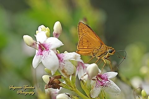 Skipper Butterfly, The Lesser Dart, Potanthus omaha  Geotagged,Indonesia,Lesser dart,Potanthus omaha,Spring