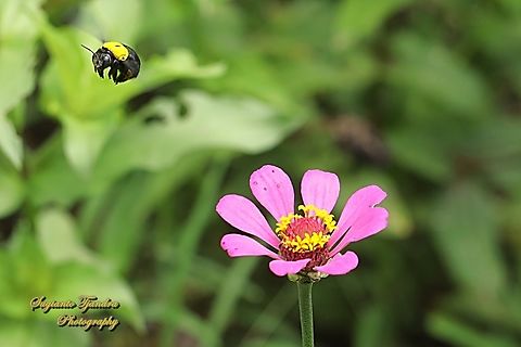 White-cheeked Carpenter, Xylocopa aestuans  Geotagged,Indonesia,Spring,White-cheeked Carpenter,Xylocopa aestuans